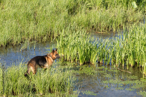 German shepherd dog (East European sheepdog) stands stand among the reeds near lake and looks into the distance. Concept of  border guard service. © torook