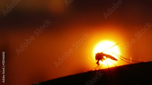 Close-up shot of a mosquito blood sucking on human skin on sun background
