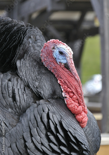 Close up of a domestic turkey (meleagris gallopavo)