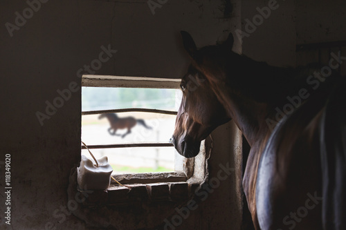 Fototapeta Naklejka Na Ścianę i Meble -  Lonely horse in a stall
