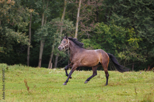 Horse gallop across the meadow