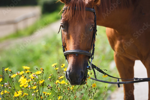 The horse feeding the wildflowers