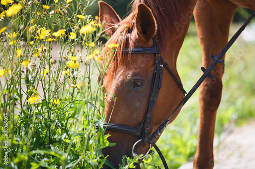 Fototapeta Naklejka Na Ścianę i Meble -  The horse feeding the wildflowers