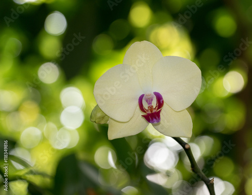 Pale Yellow Orchid