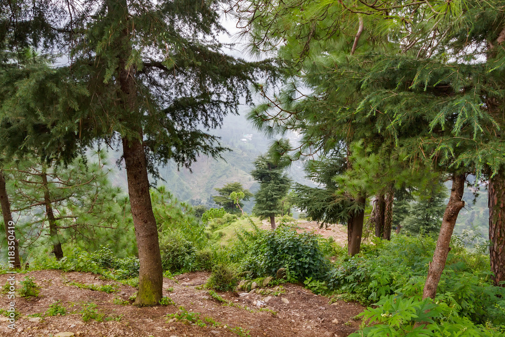Mountain forest with path going deep down Mountain forest with path going deep down