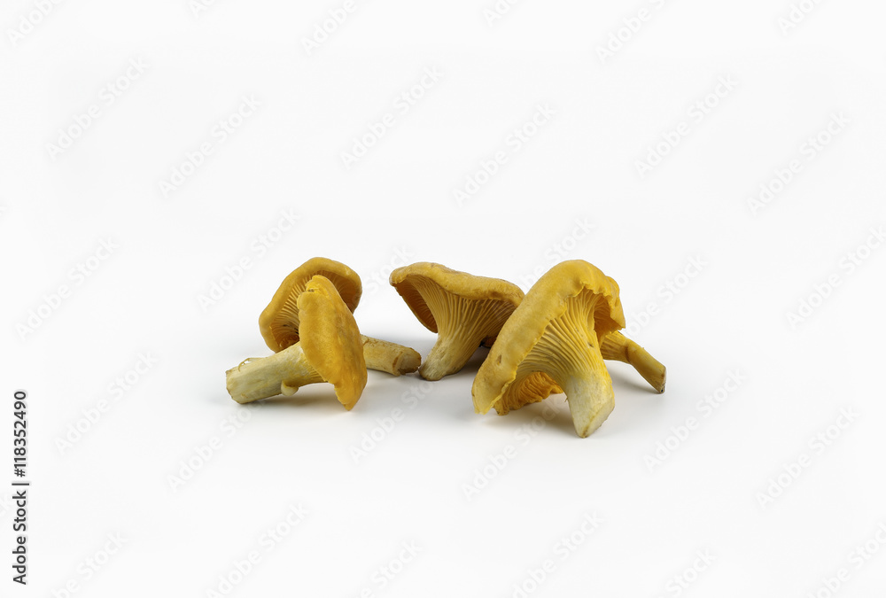 Chanterelles mushrooms on a white background Chanterelles mushrooms on a white background