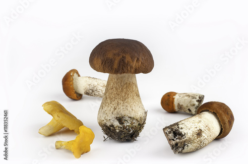 Boletus, Chanterelles and Aspen mushroom isolated on white backg