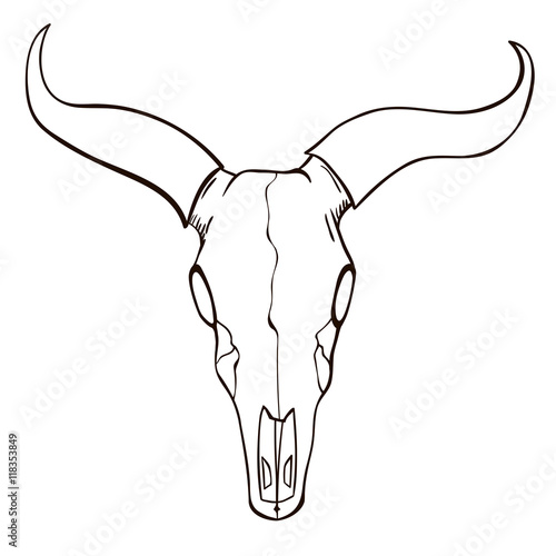 Bull skull sketch