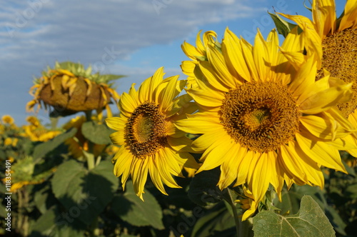 Flower sunflower bloom on a field of sunflowers