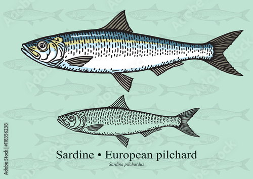 Sardine (European pilchard). Vector illustration for artwork in small sizes. Suitable for graphic and packaging design, educational examples, web, etc.