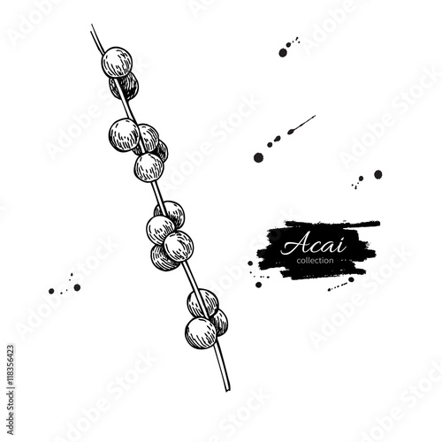 Acai berry branch vector superfood drawing. Isolated hand drawn