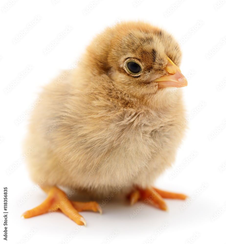 Obraz premium Small yellow chicken.