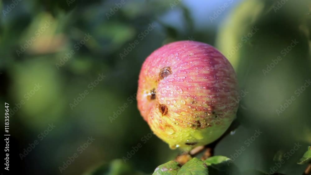 Red and green apples hanging on a branch of apple. Independent harvest garden vegetables. moving the camera Red and green apples hanging on a branch of apple. Independent harvest garden vegetables. moving the camera