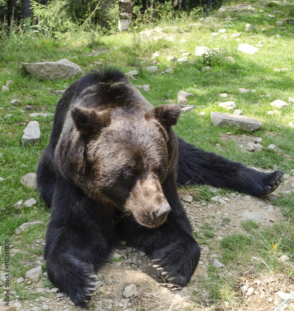 big brown bear is lying in the grass
big brown bear is lying in the grass