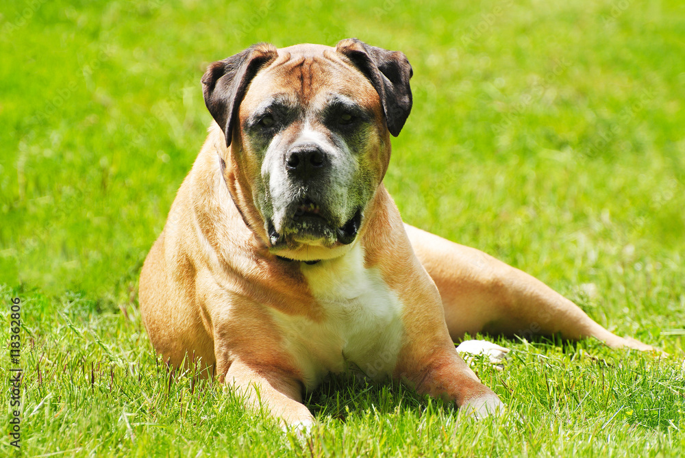 Old Pet Dog Relaxing in the Sunshine