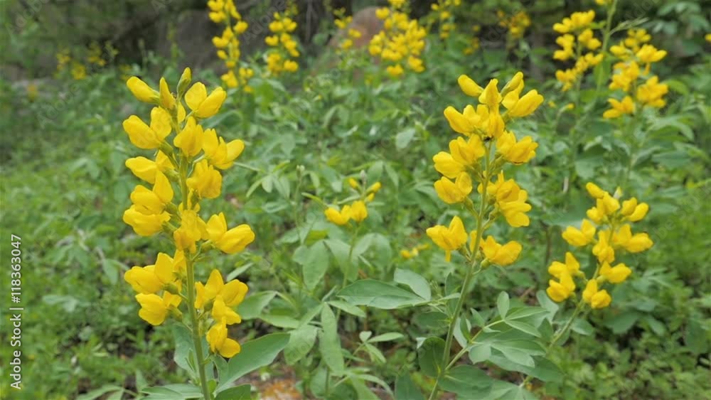 Slow motion panning shot of beautiful yellow banner flowers in Rocky Mountain National Park, Colorado.
Slow motion panning shot of beautiful yellow banner flowers in Rocky Mountain National Park, Colorado.