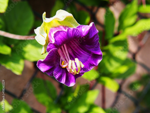 Cobaea scandens (Mexican ivy, monastery bells, cathedral bells, cup-and-saucer wine).  photo