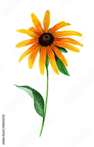 Watercolor flower rudbeckia. Hand painted isolated design element.