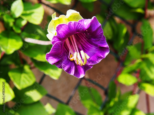 Cobaea scandens (Mexican ivy, monastery bells, cathedral bells, cup-and-saucer wine).  photo