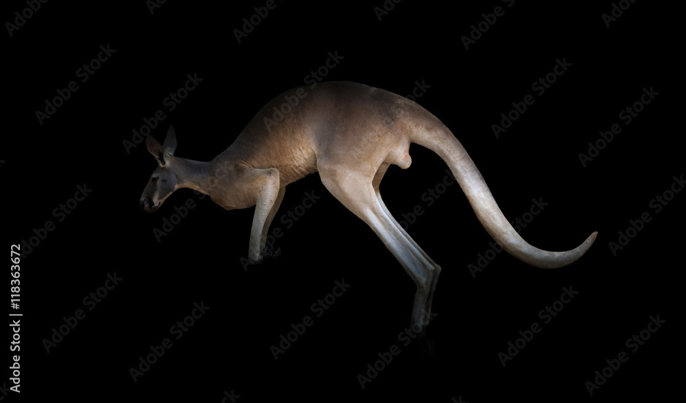Fototapeta premium kangaroo in the dark