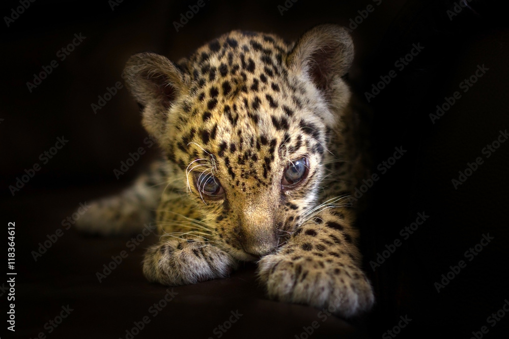 Obraz premium Beautiful jaguar baby on a black background