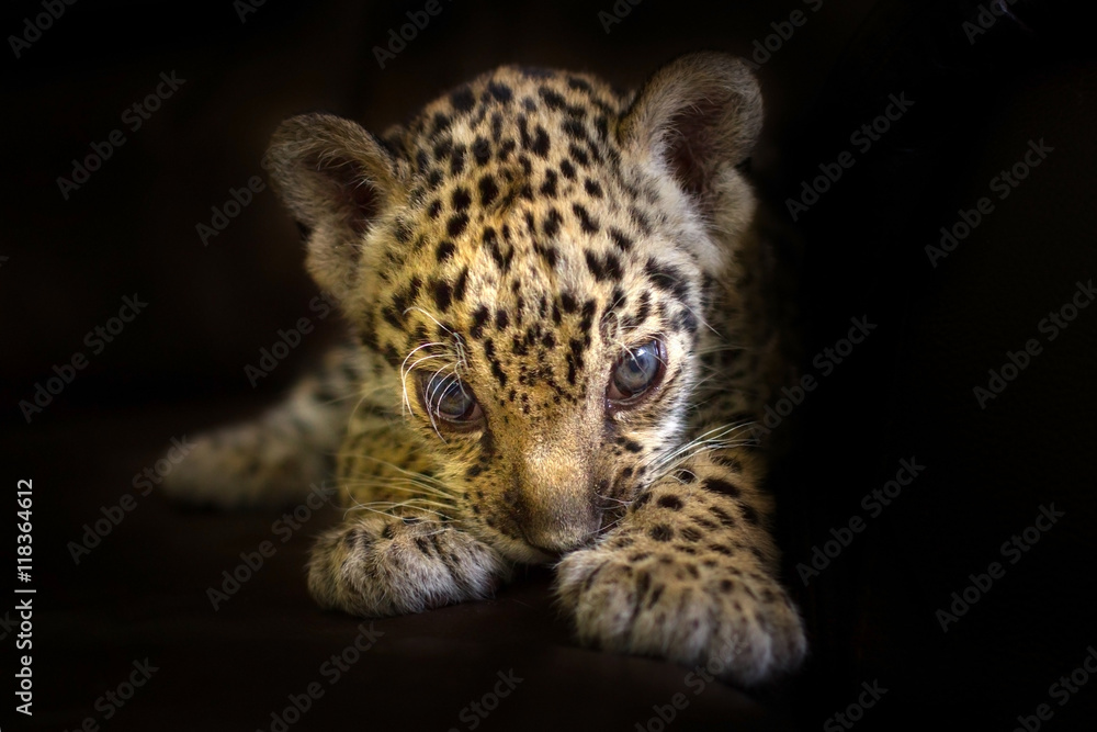 Naklejka premium Beautiful jaguar baby on a black background