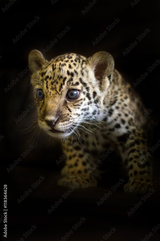 Fototapeta premium Jaguar cub na czarnym tle