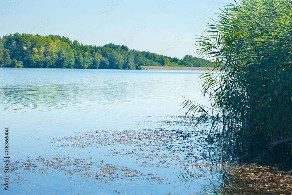 Peaceful water with reeds on a lake shore