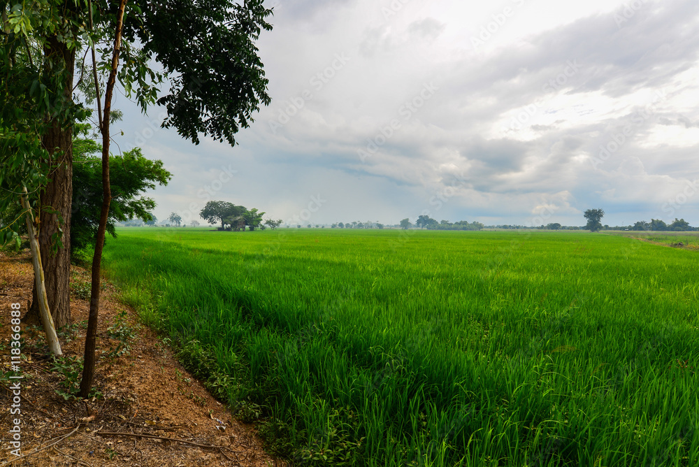Rice Cornfield with the nice sky, Phichit, Thailand