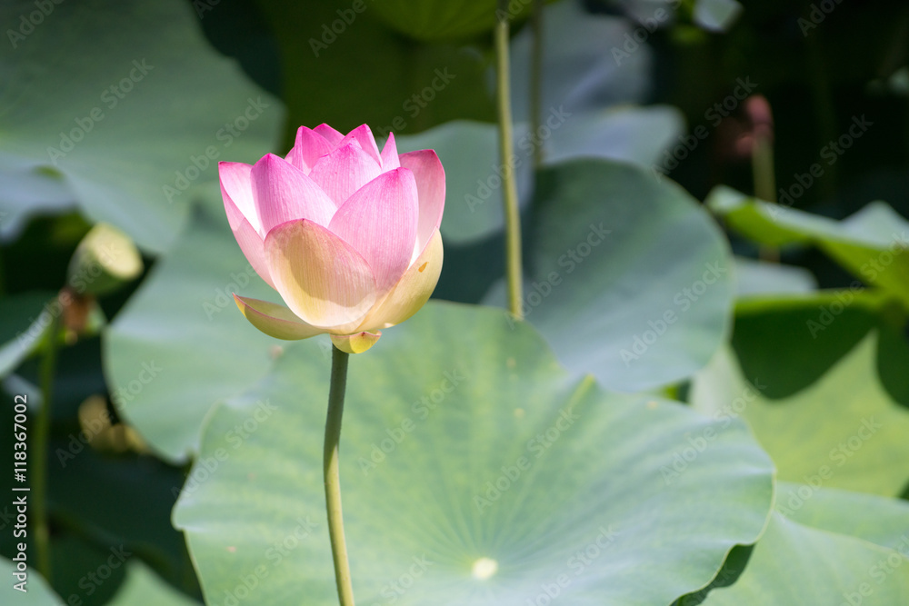 Obraz premium Lotus at Nagai-park,osaka,japan