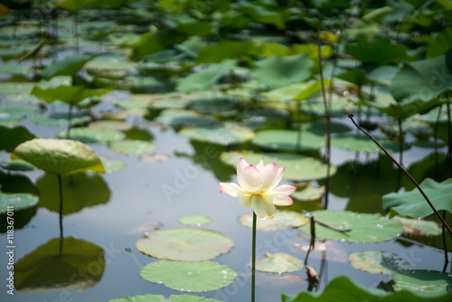 Lotus at Nagai-park osaka japan