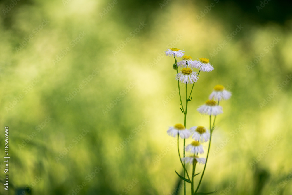 Philadelphia daisy Philadelphia daisy