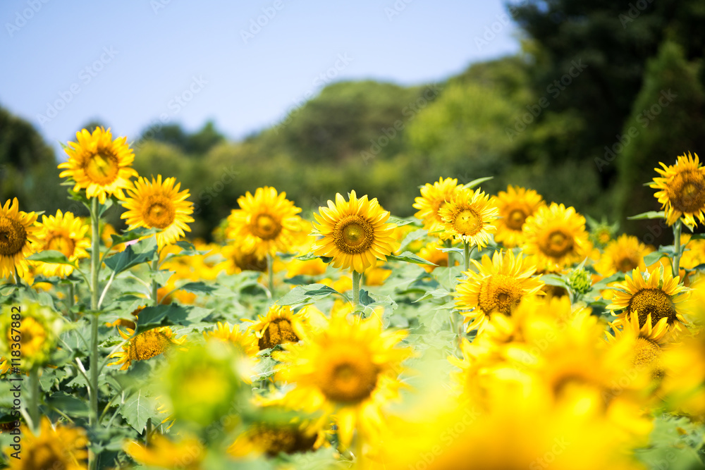 Fototapeta premium sunflower at nagai park,osaka,japan