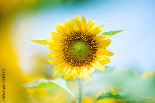 sunflower at nagai park osaka japan