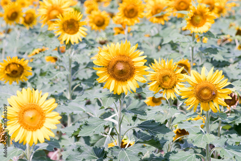 sunflower at nagai park,osaka,japan sunflower at nagai park,osaka,japan