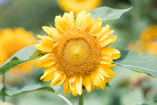 sunflower at nagai park,osaka,japan photo