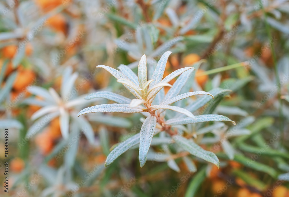 Branch of sea-buckthorn with silvery leaves close-up.