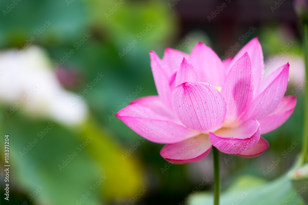 Lotus at Yakushiji-temple,nara,japan Lotus at Yakushiji-temple,nara,japan
