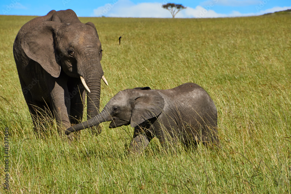 Fototapeta premium The elephant with the baby elephant for a walk in the african savannah