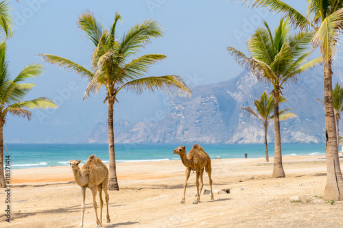 Camels walking along the beach,  Oman photo