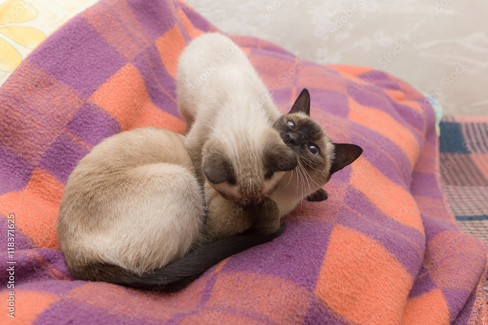 two playful cats two playful cats