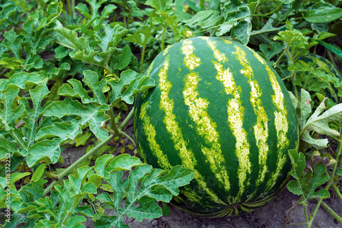 Watermelon in vegetable garden.