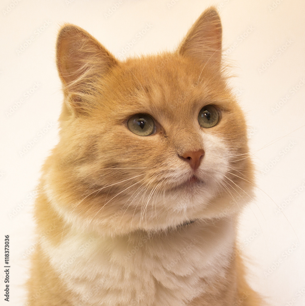 Морда рыжей кошки на белом фоне Photos | Adobe Stock