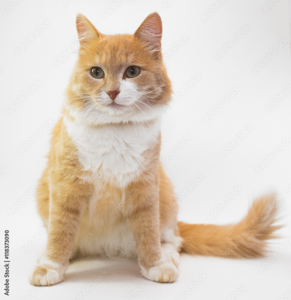 Obraz premium Рыжая кошка сидит на белом фоне