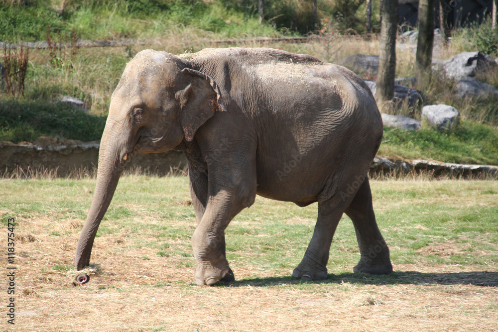 éléphants 16082016