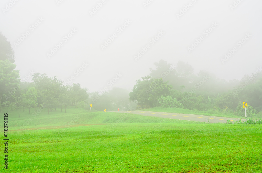 green lawn in the rain fog green lawn in the rain fog
