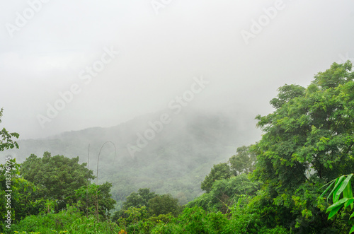green forest with foggy in rainy season