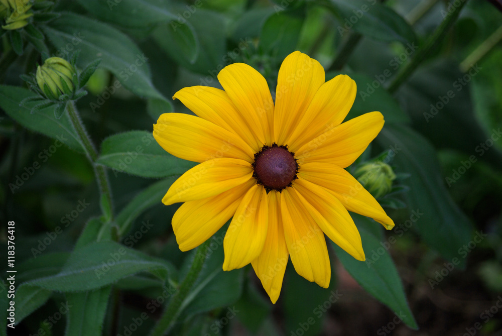 Rudbeckia jaune au crépuscule en été, Jardin des Plantes Paris Rudbeckia jaune au crépuscule en été, Jardin des Plantes Paris