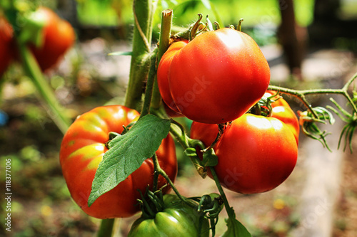Naklejka ox heart tomatoes