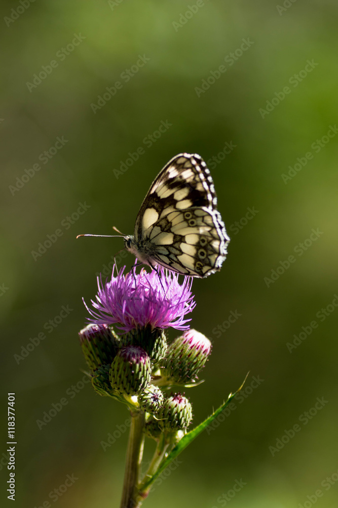 papillon échiquier ou demi deuil papillon échiquier ou demi deuil